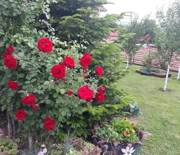 Drina Apartman Berilovac